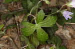 Wild geranium